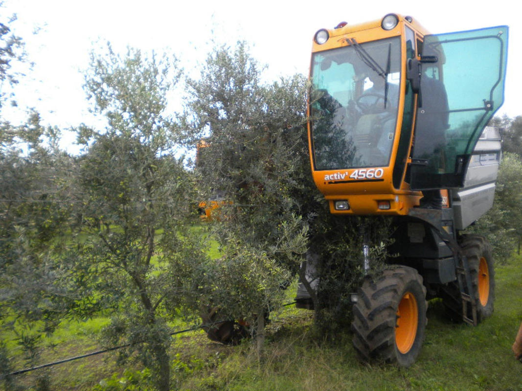 Olivicoltura Superintensiva: La Raccolta Meccanizzata